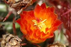 Ferocactus herrerae in Jardín Botánico La Concepción, Malaga