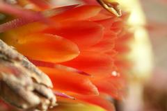 Ferocactus herrerae plant in botanical garden