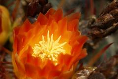 Ferocactus herrerae plant in botanical garden