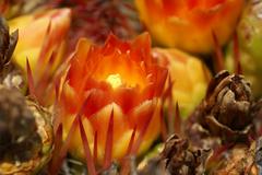 Ferocactus herrerae cactus in botanical garden