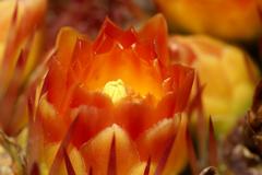 Ferocactus herrerae plant in botanical garden