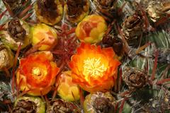 Ferocactus herrerae plant in Jardín Botánico La Concepción