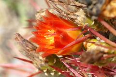 Ferocactus herrerae cactus in Jardín Botánico La Concepción, Malaga, Spain