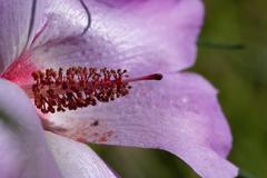 Alyogyne hakeifolia plant in bloom