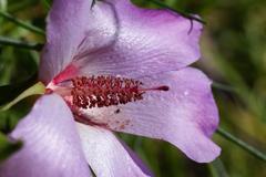 Alyogyne hakeifolia plant with purple flowers