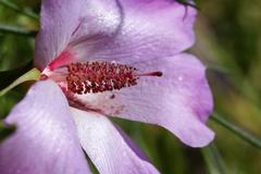 Alyogyne hakeifolia plant in bloom