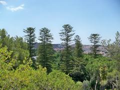 Araucaria heterophylla trees at Jardín Botánico-Histórico La Concepción in Málaga, Spain