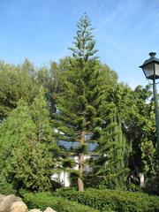 Araucaria Columnaris tree at Molino de Inca