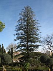 Large Norfolk Island Araucaria tree in Molino de Inca Botanical Garden, Andalusia, Spain