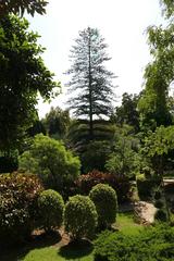 Araucaria excelsa in Molino de Inca Botanical Garden