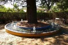 Araucaria excelsa tree in Molino de Inca Botanical Garden Torremolinos