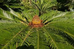 Tree fern in Molino de Inca Botanical Garden