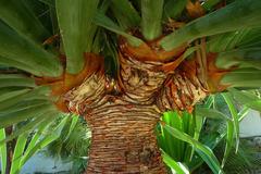 Dragon tree in Molino de Inca Botanical Garden.