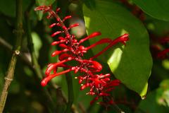 Flower in Molino de Inca Botanical Garden, Torremolinos