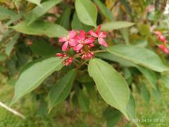 Jatropha integerrima red flower in Sai Kung Town garden