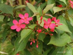 Jatropha integerrima red flower in Sai Kung Town