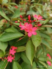 red Jatropha integerrima flower in Sai Kung Town, Hong Kong