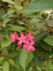 Red flower Jatropha integerrima in a garden on Wai Man Road, Sai Kung Town, Hong Kong