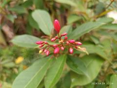 Sai Kung Town garden with red Jatropha integerrima flowers in bloom