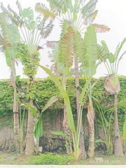 Ravenala madagascariensis plant in Sai Kung Town, Hong Kong