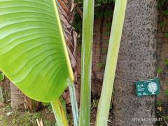 Ravenala madagascariensis, commonly known as the 'traveller's palm', in Sai Kung Town, Hong Kong