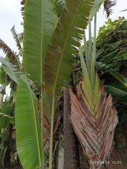 Ravenala madagascariensis in Sai Kung Town