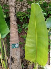 Sai Kung Town Wai Man Road Setting Out Area flora in Hong Kong