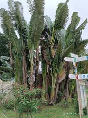 Ravenala madagascariensis in Sai Kung Town