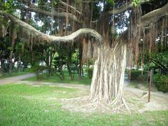 Old tree near White Terror Political Victims Memorial Monument