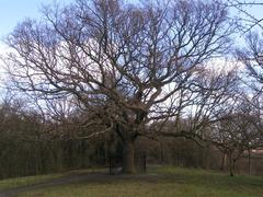 Oak of Honour planted in 1905