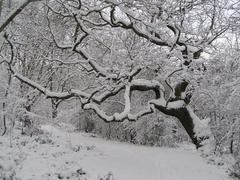 Single tree in snowy landscape at One Tree Hill