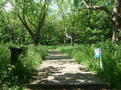 Stepped path ascending One Tree Hill at Honor Oak Park