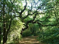 Path through One Tree Hill