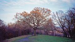 The Honor Oak tree on One Tree Hill in London