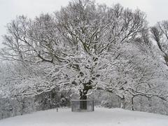 Oak of Honor covered in snow at One Tree Hill