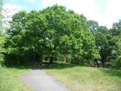 Honor Oak Park: the Oak of Honor on One Tree Hill