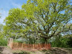 Oak of Honor atop One Tree Hill