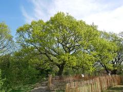 Oak of Honor on One Tree Hill in Honor Oak