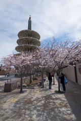 Japantown Peace Pagoda with sakura trees