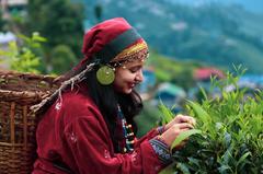 Woman in traditional Nepali dress Bakku touring tea leaves