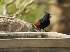 Crested Bunting at Alwar Fort, Rajasthan