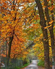 Autumn leaves on the way to Pari Mahal, Srinagar, Kashmir