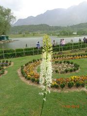 special flower in Srinagar Botanical Garden