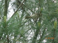 Bird in Srinagar Botanical Garden