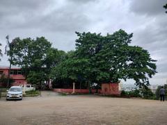 Kadamba Kaai tree at Sri Dwadasha Jyothirlinga Devasthana