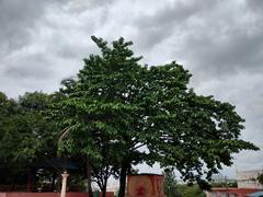 Kadamba Kaai tree at Sri Dwadasha Jyothirlinga Devasthana