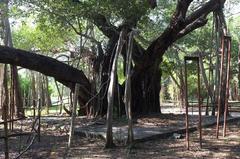 450-year-old banyan tree at Theosophical Society Adyar