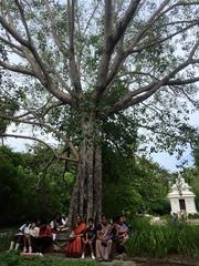 Sapling from the Mahabodhi tree planted in 1950