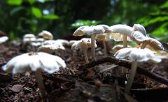 Mushrooms at Theosophical Society, Chennai