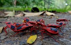 Probergrothius sanguinolens in Chennai